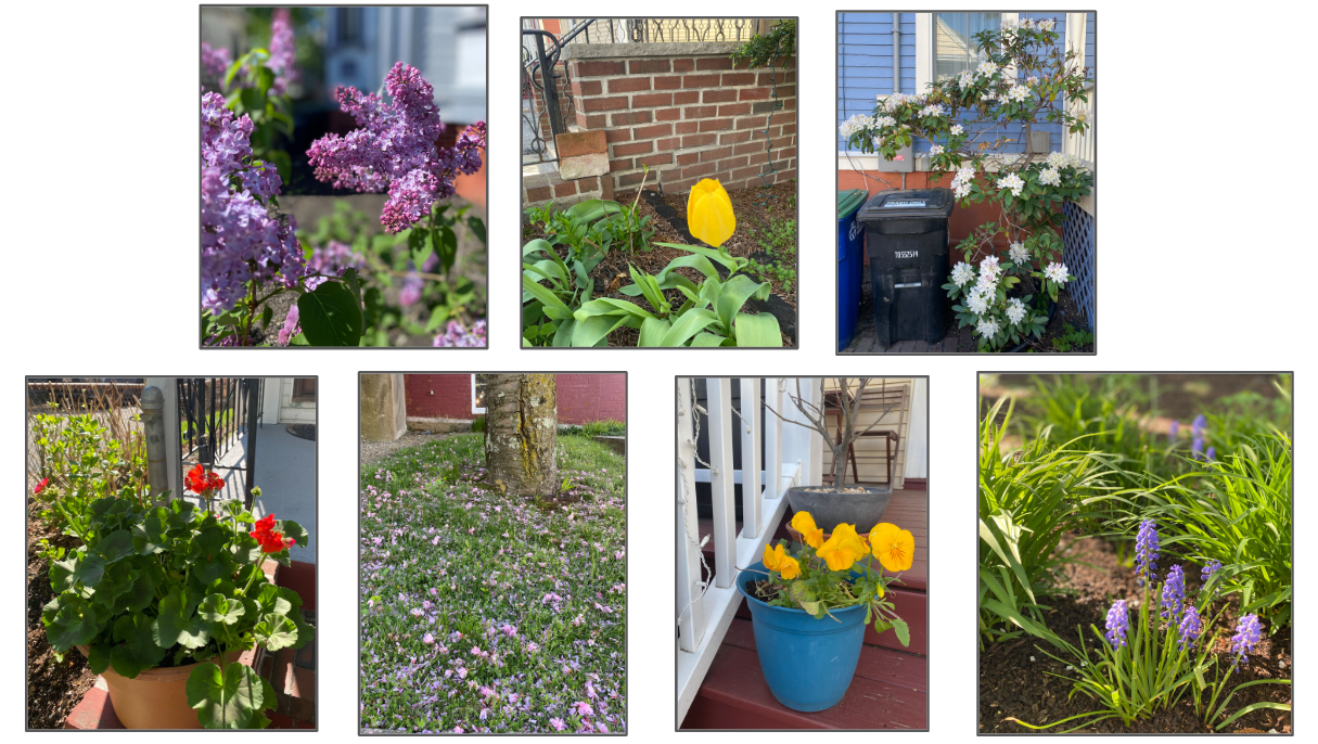 A collage of seven flower photos. Top, from left: Purple lilacs, a yellow rose, a bush of white rhododendrons. Bottom, from left: A pot of red geraniums, pink petals on grass under a tree, a pot of yellow violets, and a sprig of grape hyacinth.