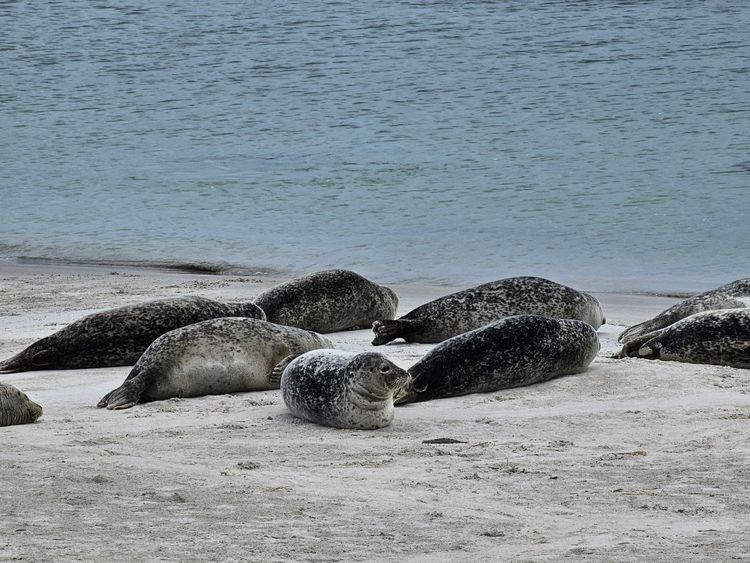 A cluster of seals rest on a beach, with rippling water in the background. The front-and-center seal has its head up and is giving the camera side-eye.
