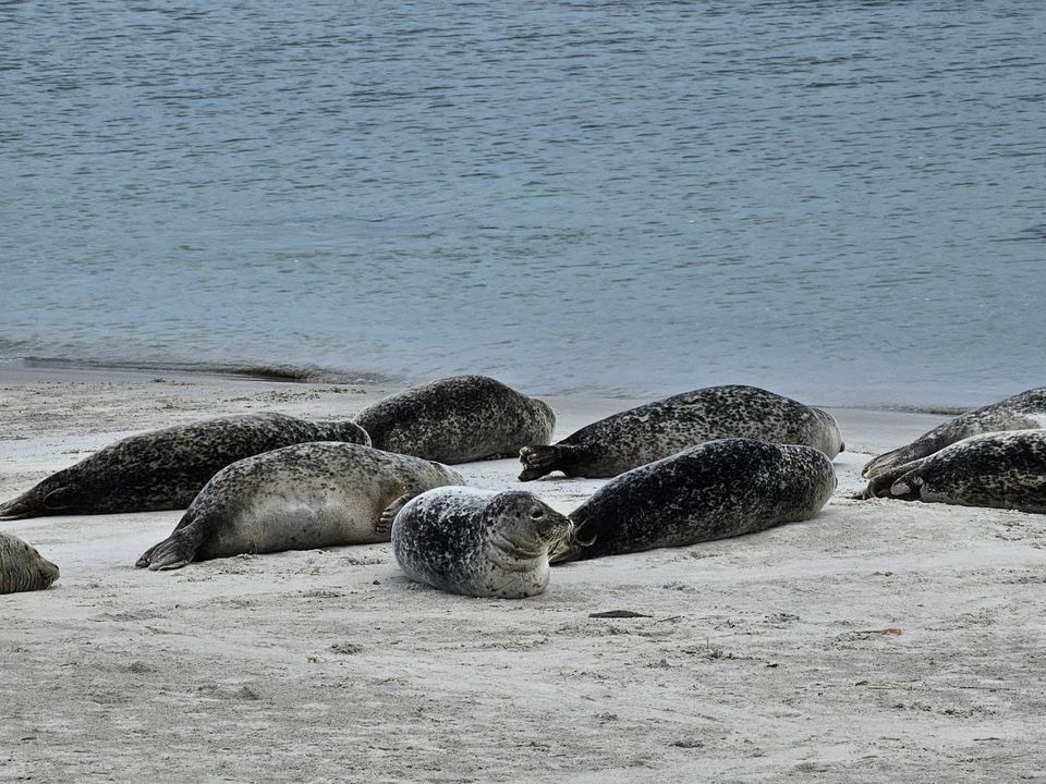 A cluster of seals rest on a beach, with rippling water in the background. The front-and-center seal has its head up and is giving the camera side-eye.
