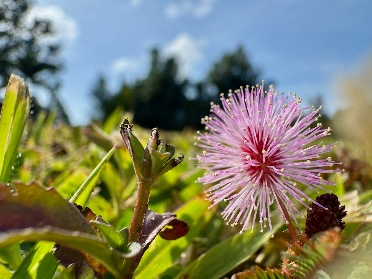 Close up photo of a purple flower on the ground with many small tendrils, trees and blue sky in the distance in the background