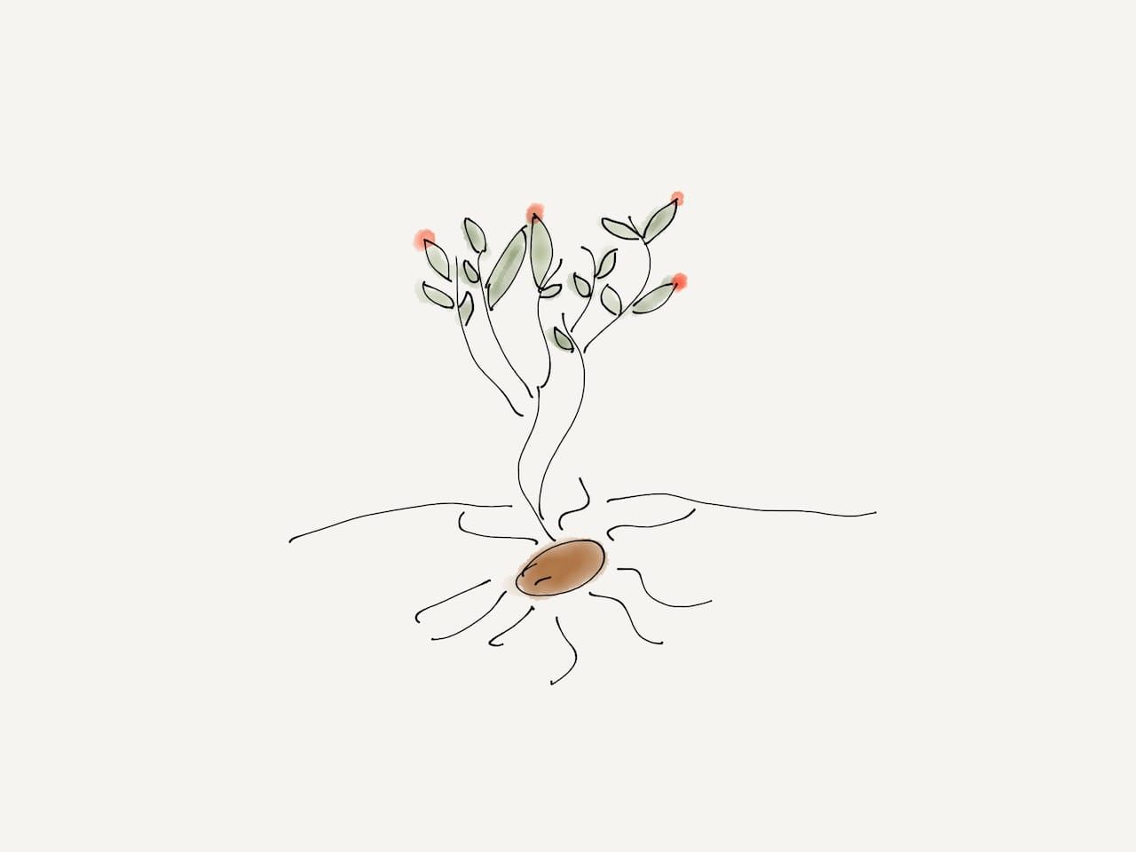 a drawing of a seed sprouting roots and a base of a plant with green leaves and red dots on a few of the leaves
