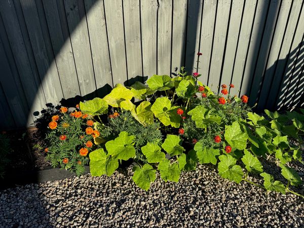 A collection of marigolds, orange and red in colour and a pumpkin vine in front of grey fence