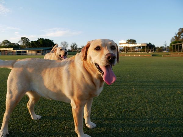 Two labradors standing in a park with grass underfoot and a blue sky in the background.