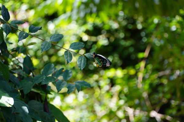 A colourful butterfly sitting on the edge of a leaf