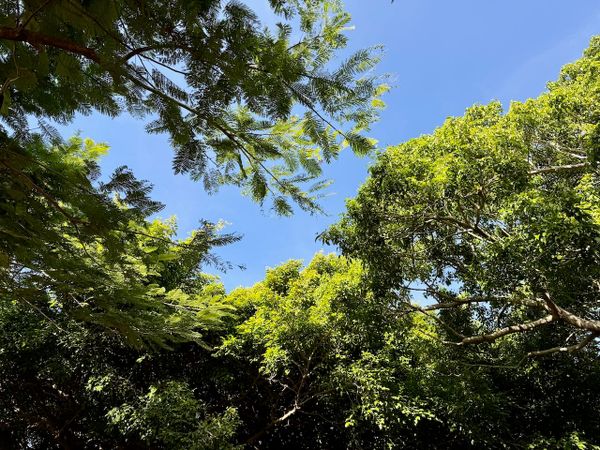 Canopy of trees with sky visible through the leaves