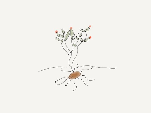 a drawing of a seed sprouting roots and a base of a plant with green leaves and red dots on a few of the leaves