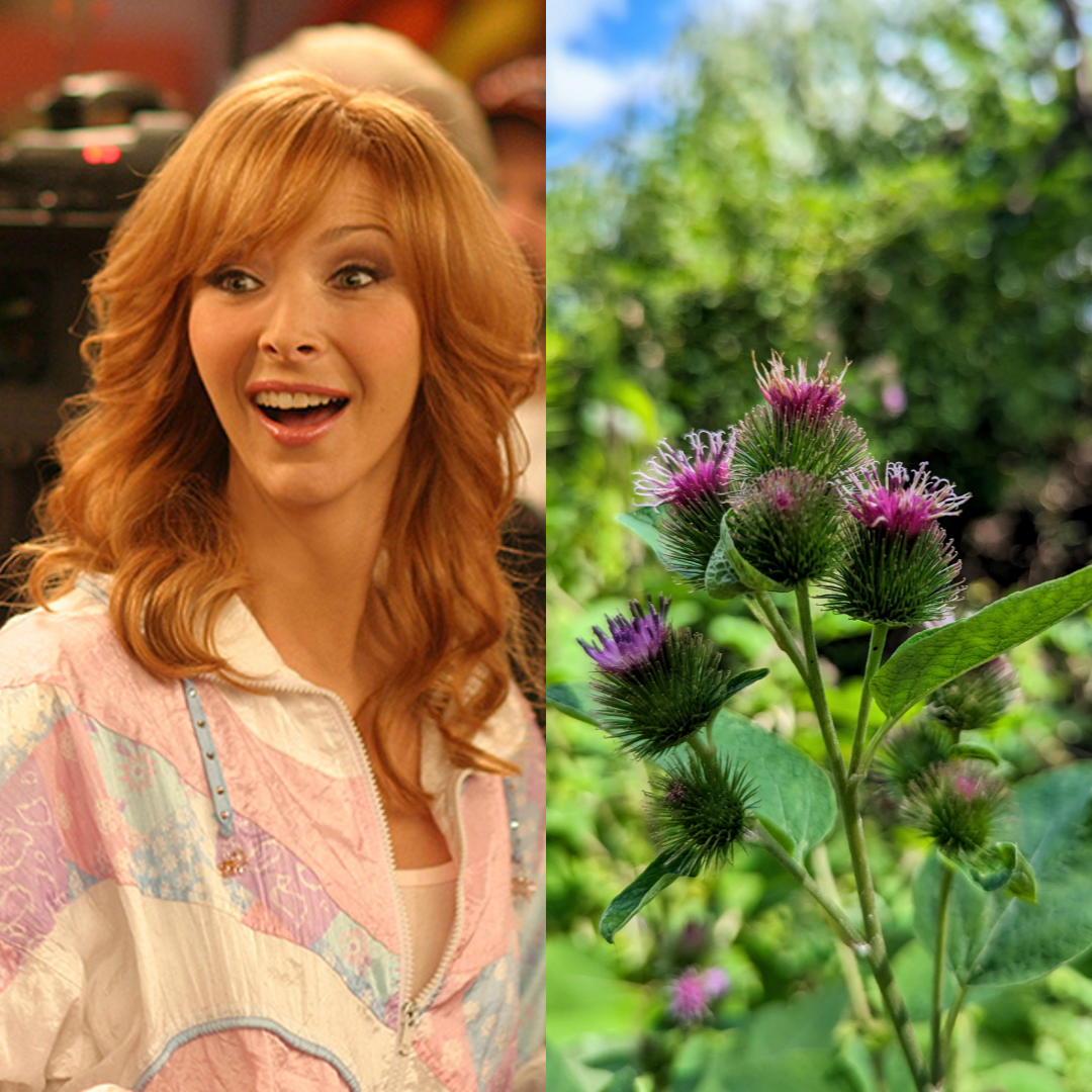 The Comeback and Burdock: C'mon Get Angry