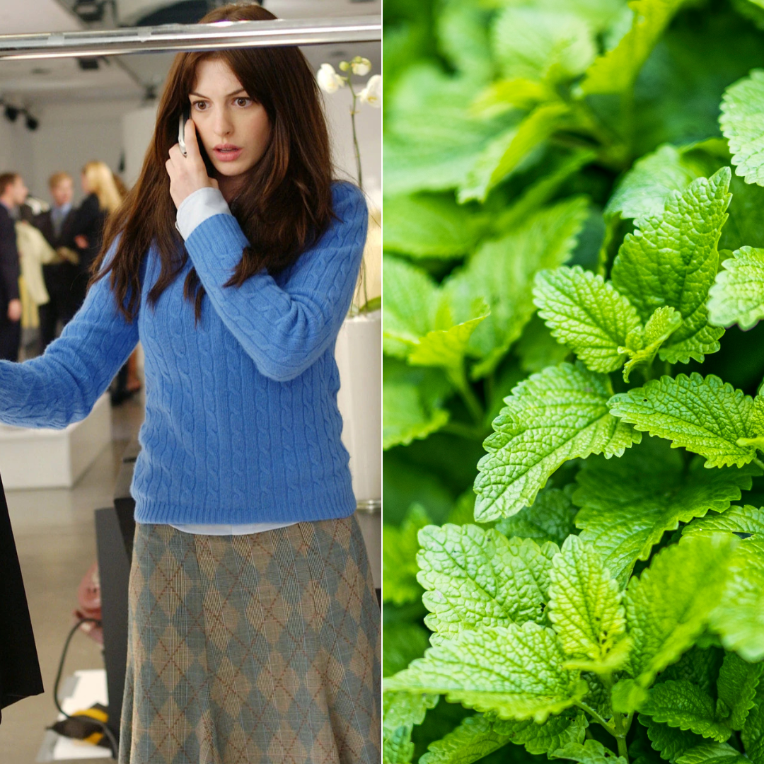 When stress becomes a stomach ache: Lemon Balm + The Devil Wears Prada