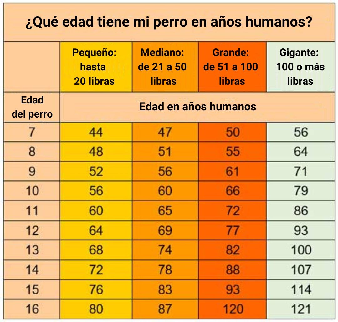 Qué edad tiene mi perro en años humanos