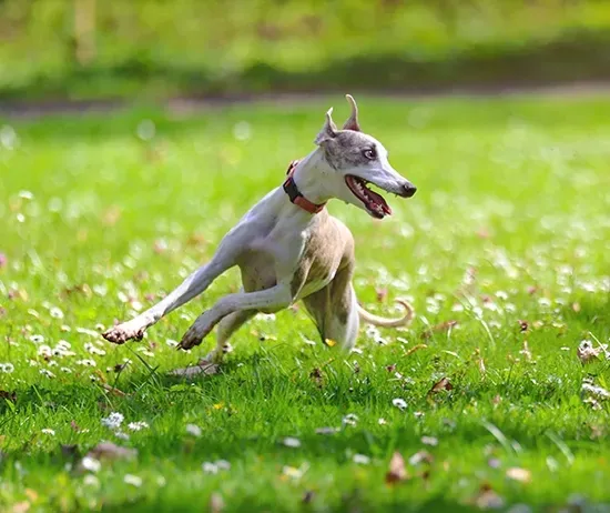Galgo Inglés (Greyhound)