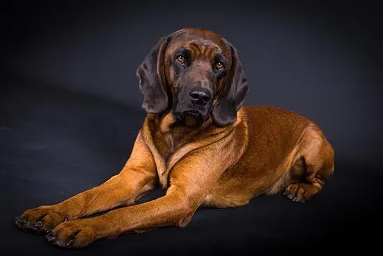 Bloodhound
