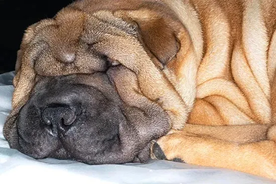 Shar pei chino