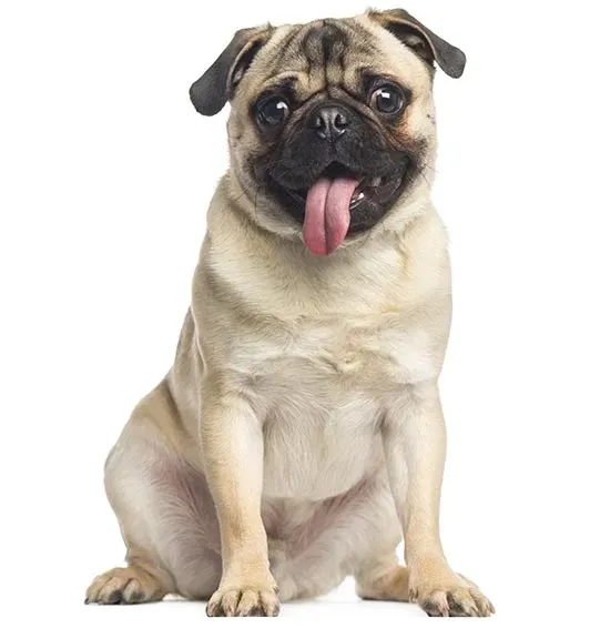 Pug