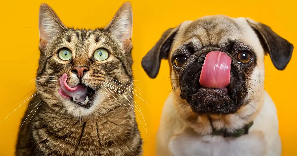 Lista de los mejores y peores tipos de alimento para mascotas