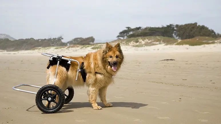 Esto podría provocarle displasia de cadera a tu cachorro