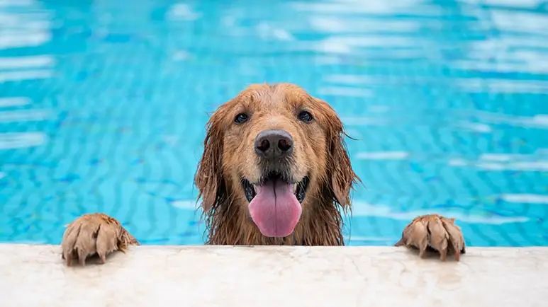 Consejos de seguridad para cuando tu perro se mete a la alberca