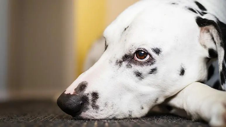 Ocho mitos capaces de hacer que estos perros se sientan tristes y solos