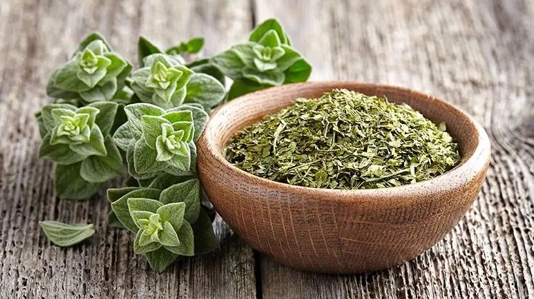 El orégano: Vence las infecciones por hongos de forma natural con esta hierba
