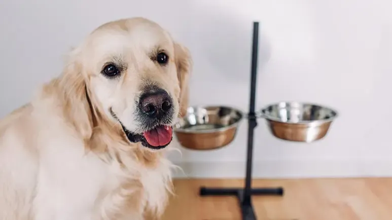 ¿Elevar el tazón de tu mascota puede afectar su salud?