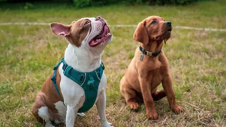 Collar o arnés: ¿cuál es el mejor para tu perro?