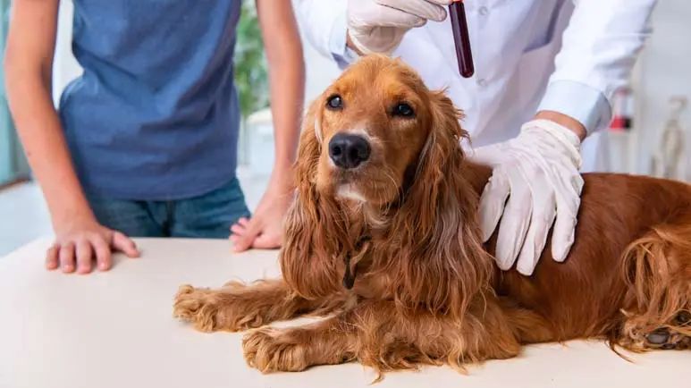 ¿Los glóbulos rojos de tu mascota están en peligro?