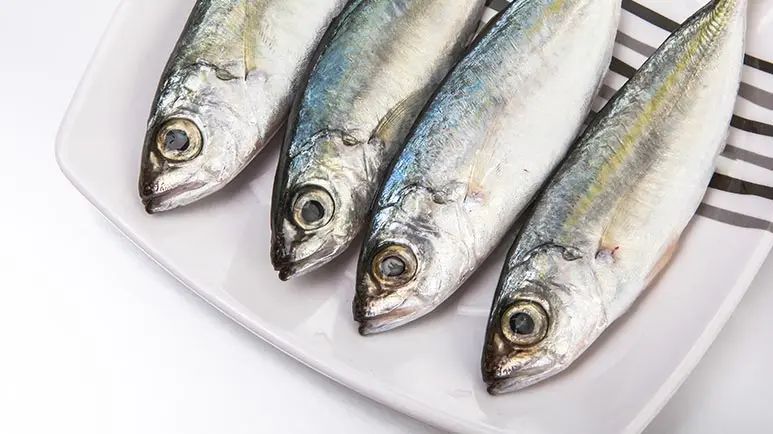 Anchoas: ¿una joya escondida en la alimentación de las mascotas? La verdad acerca de este pez