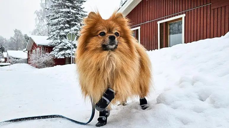 ¿Deberías reconsiderar el uso de zapatos para perros para la comodidad de tu mascota?