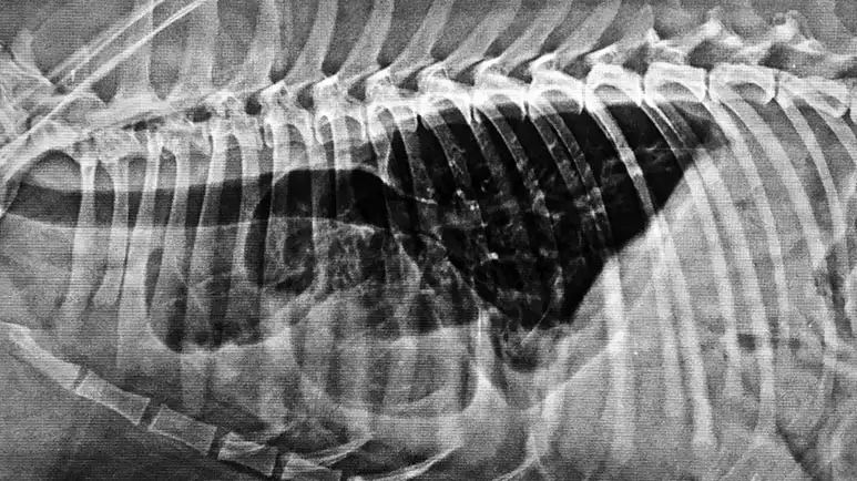 ¿Tu mascota está en riesgo de sufrir esta afección del pecho?
