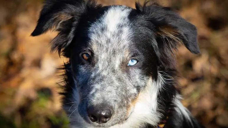 Una enfermedad que pone en riesgo la vista de tu perro y que todo dueño debe saber