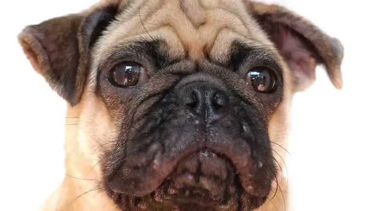 Cómo tratar el acné canino y prevenir brotes de acné