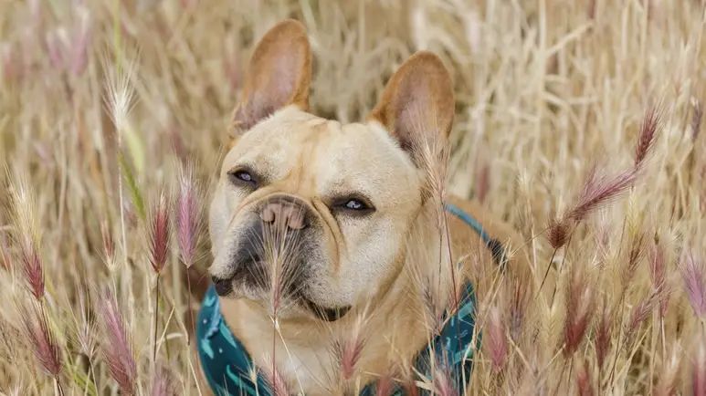 Planta de cola de zorro: un peligro sigiloso para los perros