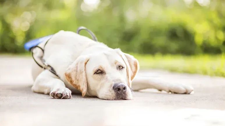 El error que cometen los dueños cuando ejercitan a sus perros