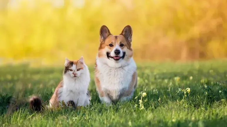 Secretos que pueden ayudar a que tu mascota viva más tiempo