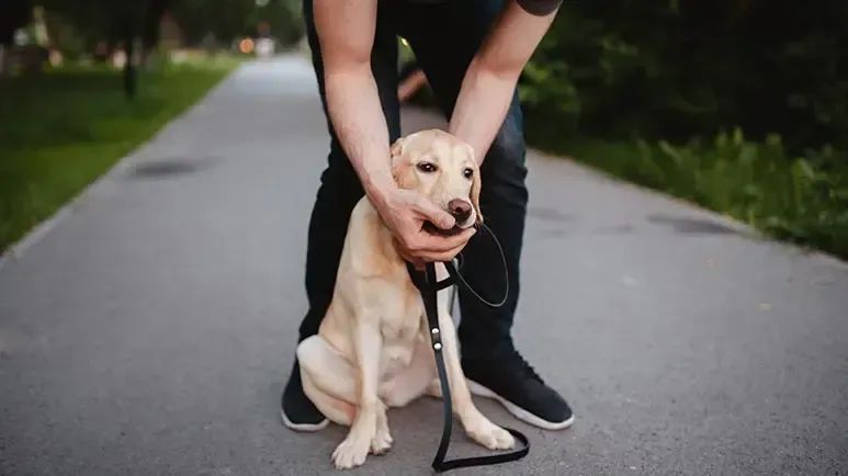 ¿Qué hacer si tu mascota se atraganta?