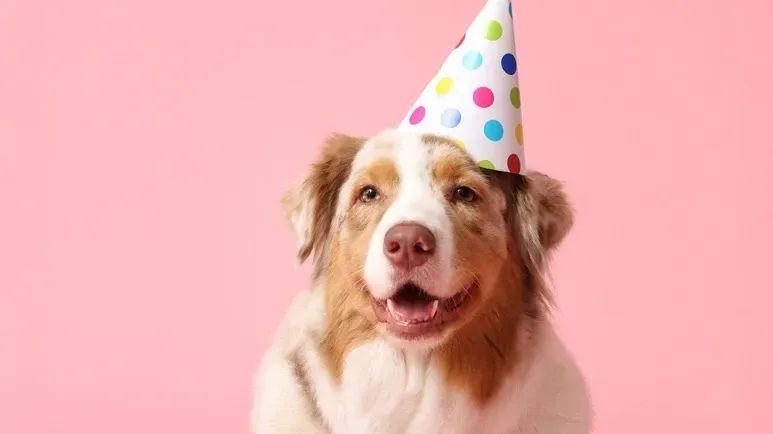 Un cambio oculto que llega con el cumpleaños de cada perro