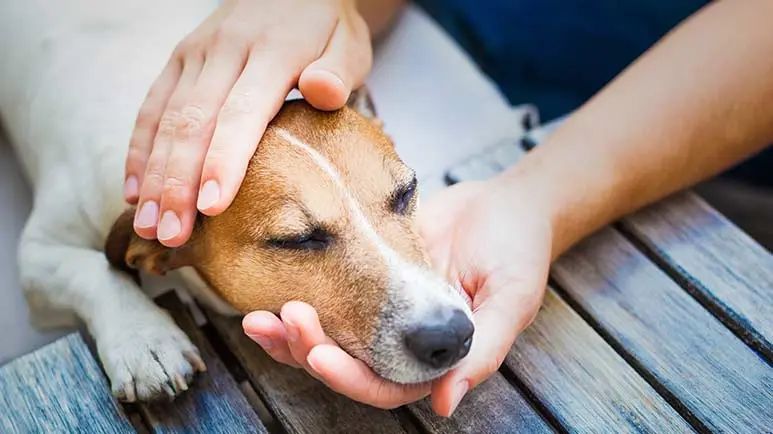 Signos y síntomas de intoxicación por plomo en perros
