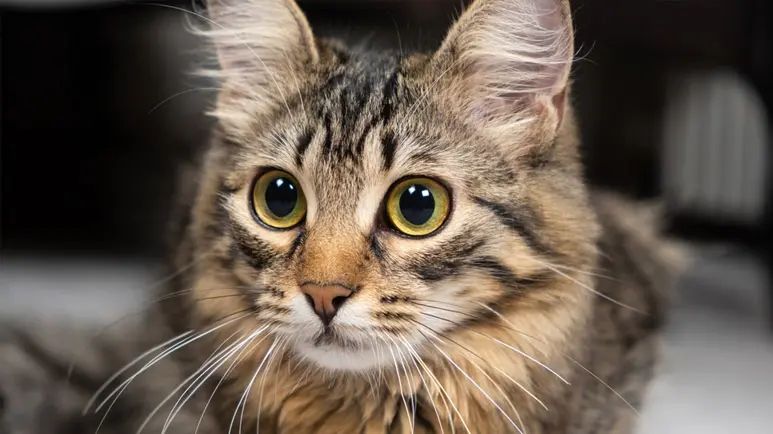 Los ojos de tu gato podrían comunicarte algo