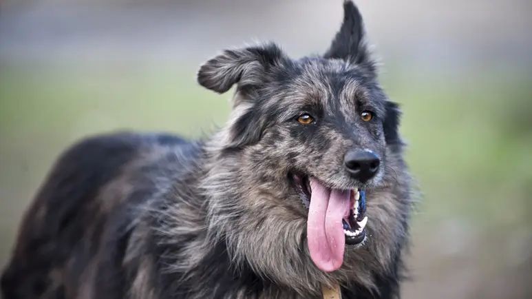 El significado de porque tu perro no esconda su lengua