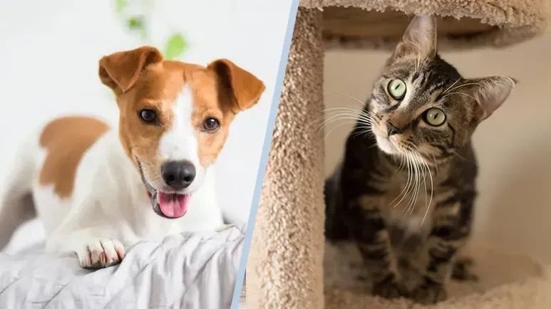 ¿Le dan "zoomies" a tu mascota durante la noche? Su reloj meridiano podría estar mal