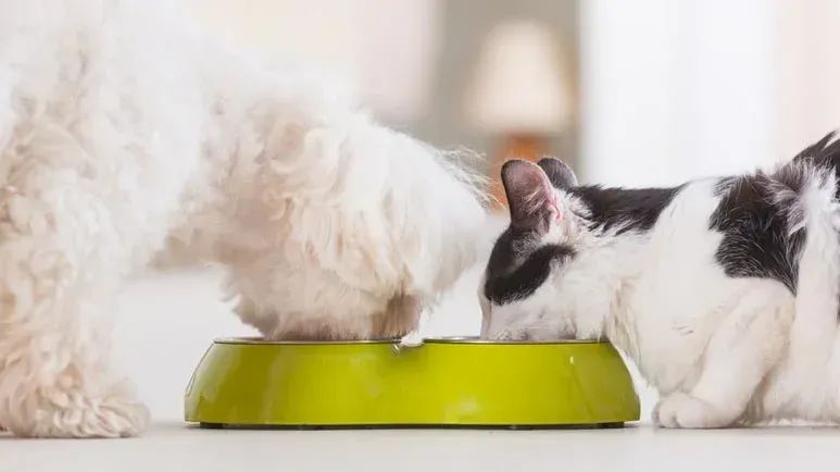 ¿Tienes perros y gatos? Hazlo en caso de emergencia, pero no lo hagas un hábito