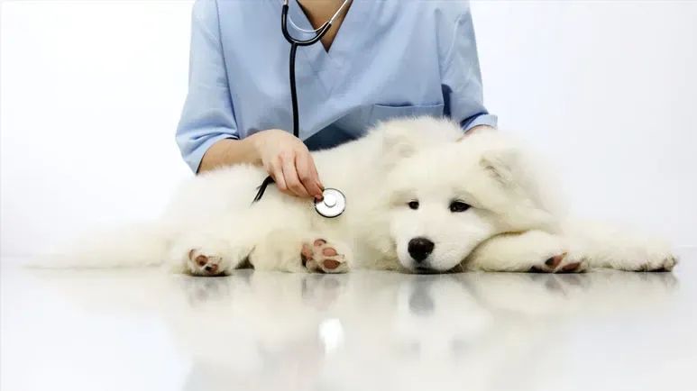 Todo lo que necesitas saber sobre el corazón de tu perro