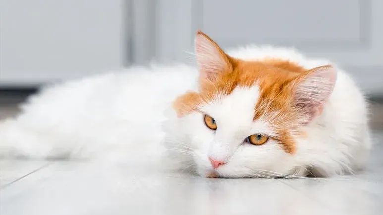 Sonidos cotidianos que pueden causar convulsiones en gatos