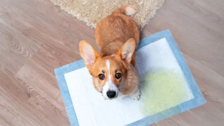 ¿Tu perro tiene problemas al orinar? Hablemos sobre cómo cuidar su vejiga