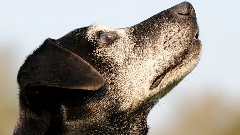 ¿Confusión mental en perros? No bajo tu supervisión
