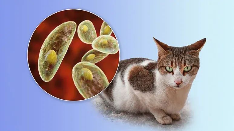 Guía básica de la toxoplasmosis: Cómo proteger a tus gatos y familia