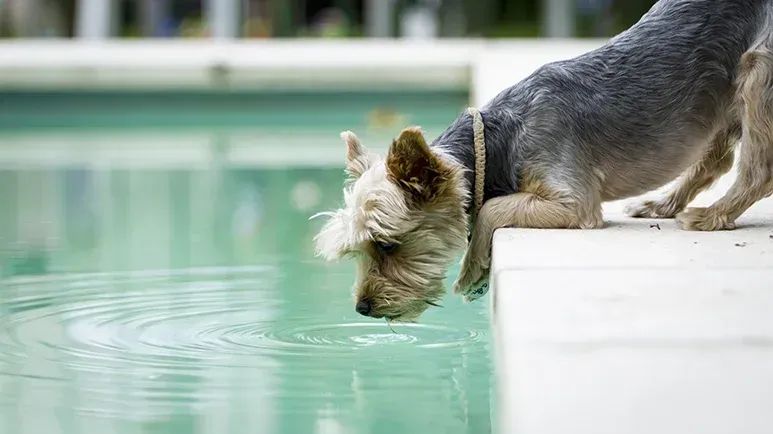 Por qué los cachorros no deben tomar agua de la alberca