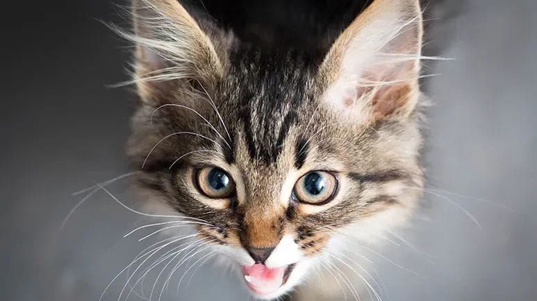 Conoce el significado de los maullidos de tu gato