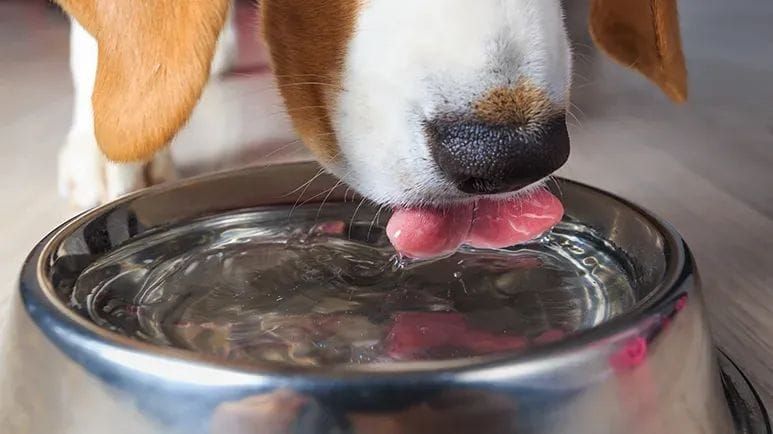 Guía esencial para mantener a tu cachorro hidratado