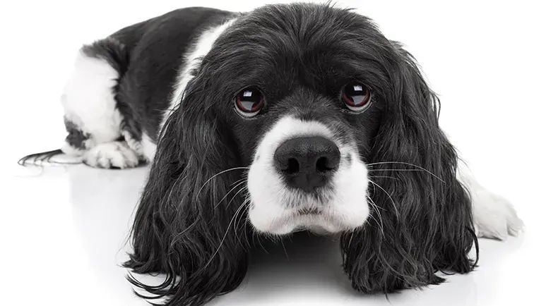 Cuándo preocuparse por las pupilas dilatadas de tu perro