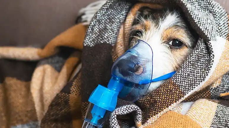 Estas son las señales de que tu perro padece parálisis laríngea